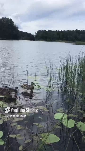 Ленобласть. Хвойное. 08.07.2024. Часть 37. Утята_ Многодетная семья тоже пожаловала на завтрак