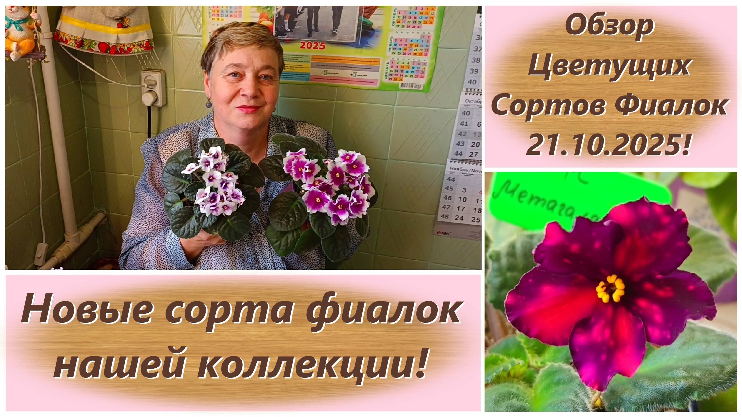 Обзор Цветущих Сортов Фиалок 21.10.2025! Новые сорта фиалок нашей коллекции!