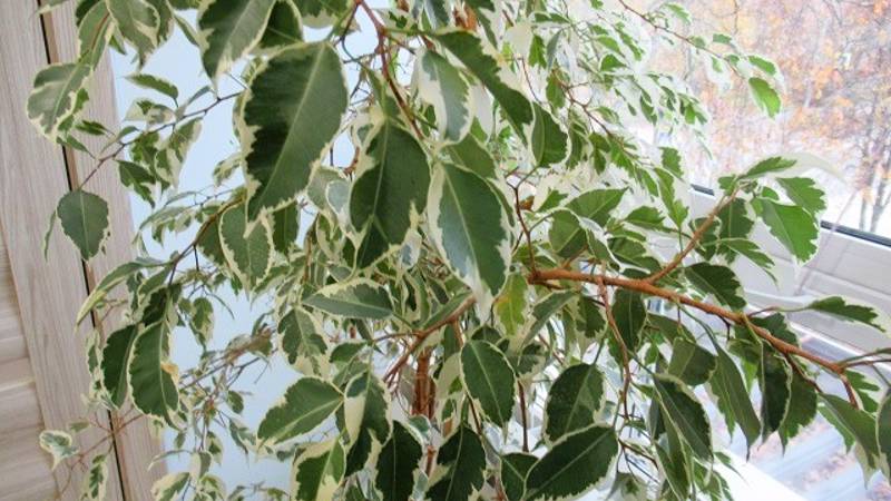 Как ухаживать за фикусом Бенджамина, чтобы дорос до потолка