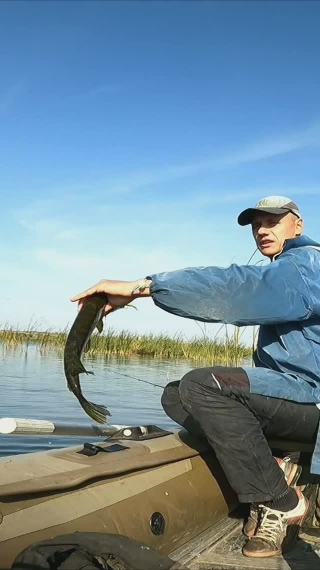 ЩУКА АТАКУЕТ ВОБЛЕР ВТОРОЙ РАЗ ПОДРЯД/КАК БРАТЬ РЫБУ РУКОЙ/ОСЕННЯЯ РЫБАЛКА/РЫБАЛКА В САМАРСКОЙ ОБЛ.