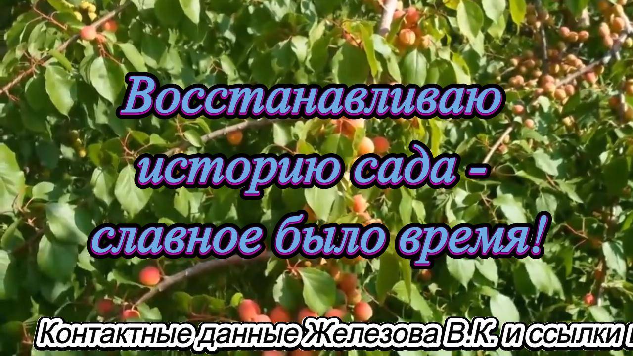 Восстанавливаю историю сада - славное было время!