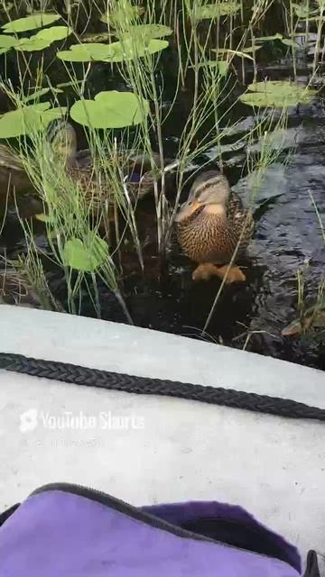 Ленобласть. Хвойное. 08.07.2024. Часть 36. Утята_ Посмотрю что там в лодке, много еще еды