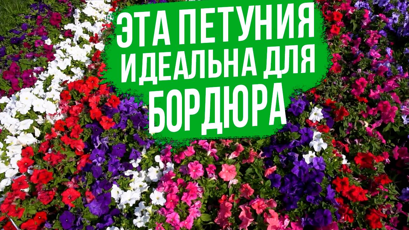 Идеальная серия петунии для бордюрного озеленения.