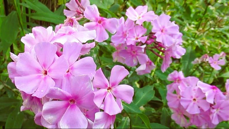 Как ухаживать за флоксами осенью чтобы пышно цвели на следующий год