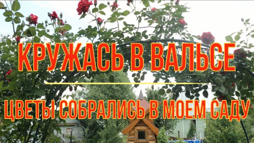 ЗАКРУЖИЛИСЬ В ЛЕГКОМ ВАЛЬСЕ ВСЕ ЦВЕТЫ НА МОЕЙ ДАЧЕ