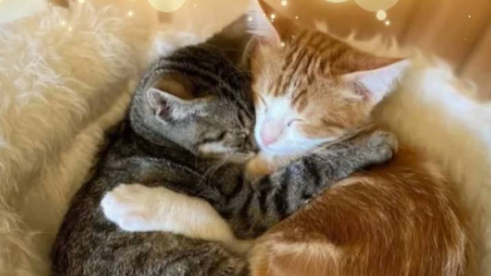 Забавные кошачьи отношения