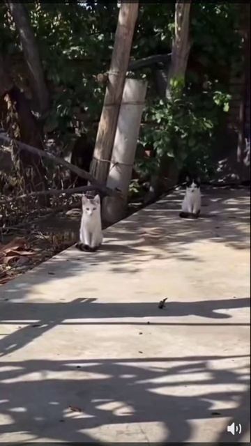 Синхронисты.