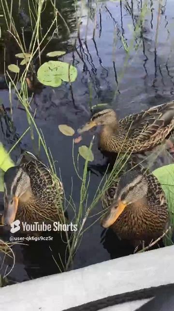 Ленобласть. Хвойное. 08.07.2024. Часть 39. Утята_ Можем и сами в лодку залезть