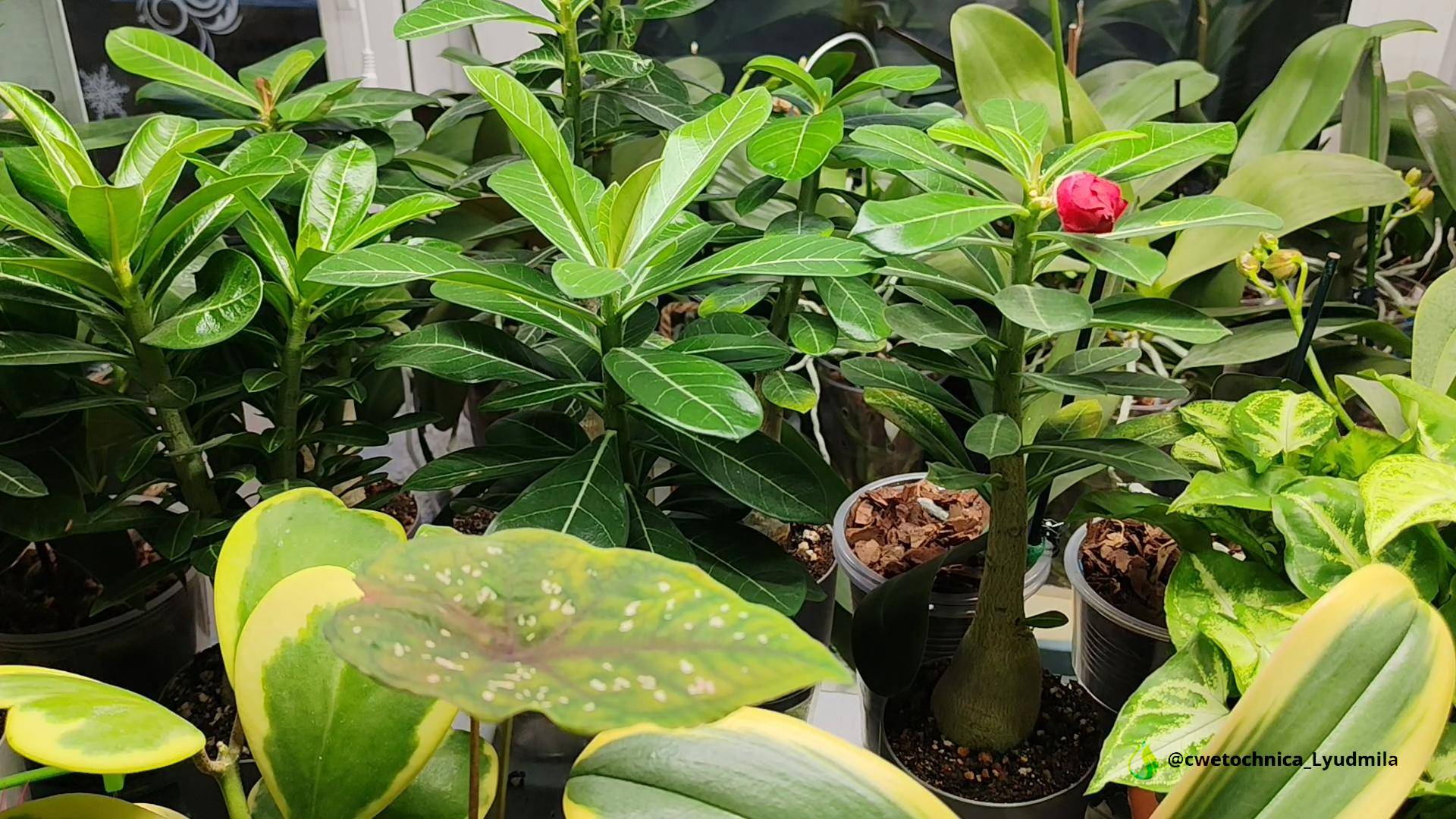 Сеянцы и пересадка взрослых адениумов