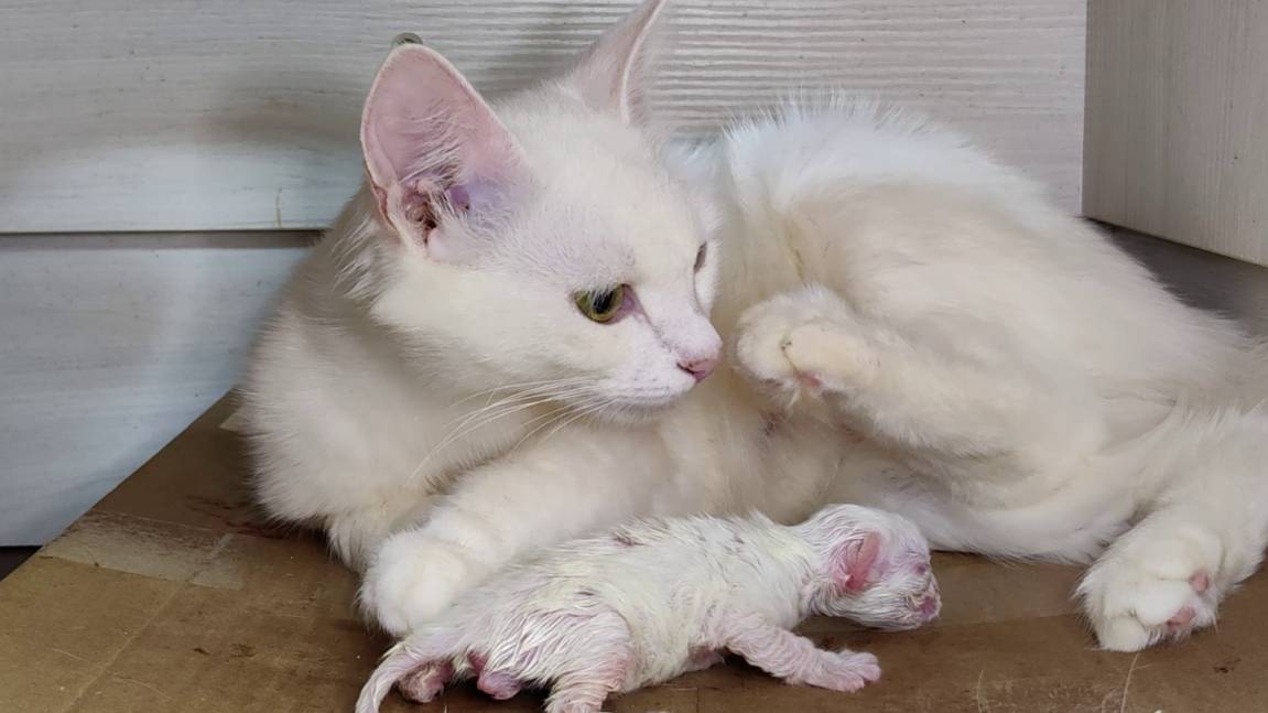 Мама-кошка разговаривает с новорождённым котёнком. История белого котёнка. Первый день. Часть 1.