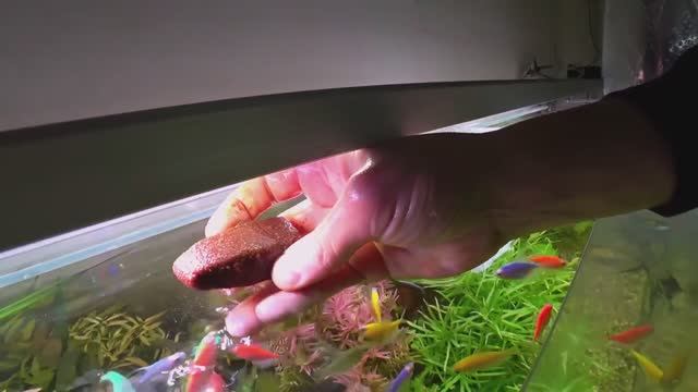 Продам довоенный корм для рыбок.