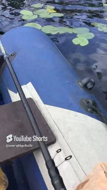 Ленобласть. Хвойное. 08.07.2024. Часть 40. Утята_ Обеспечить клев, пара пустяков