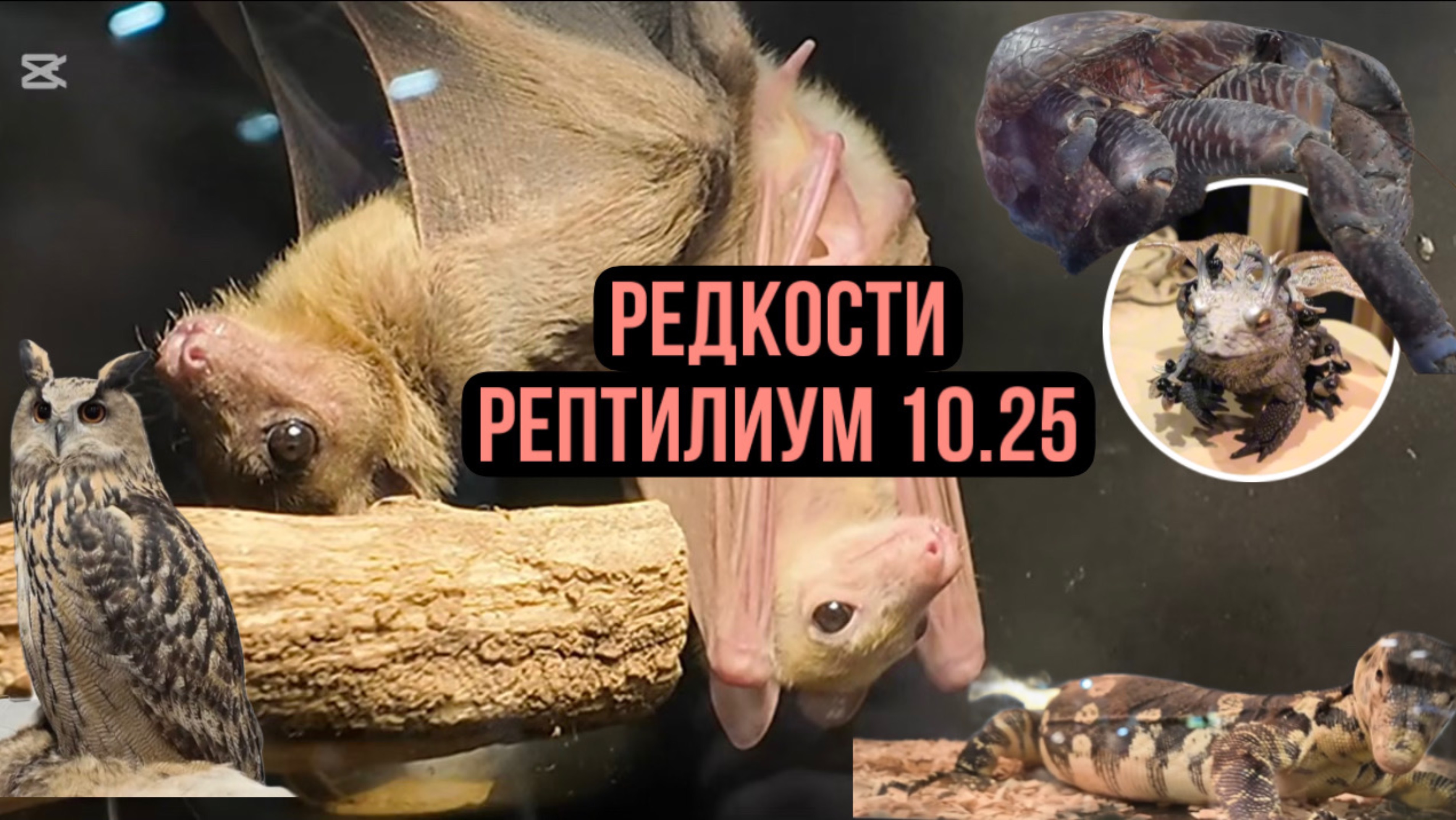 Выставка-ярмарка экзотических животных Рептилиум, 18-19 октября 2025