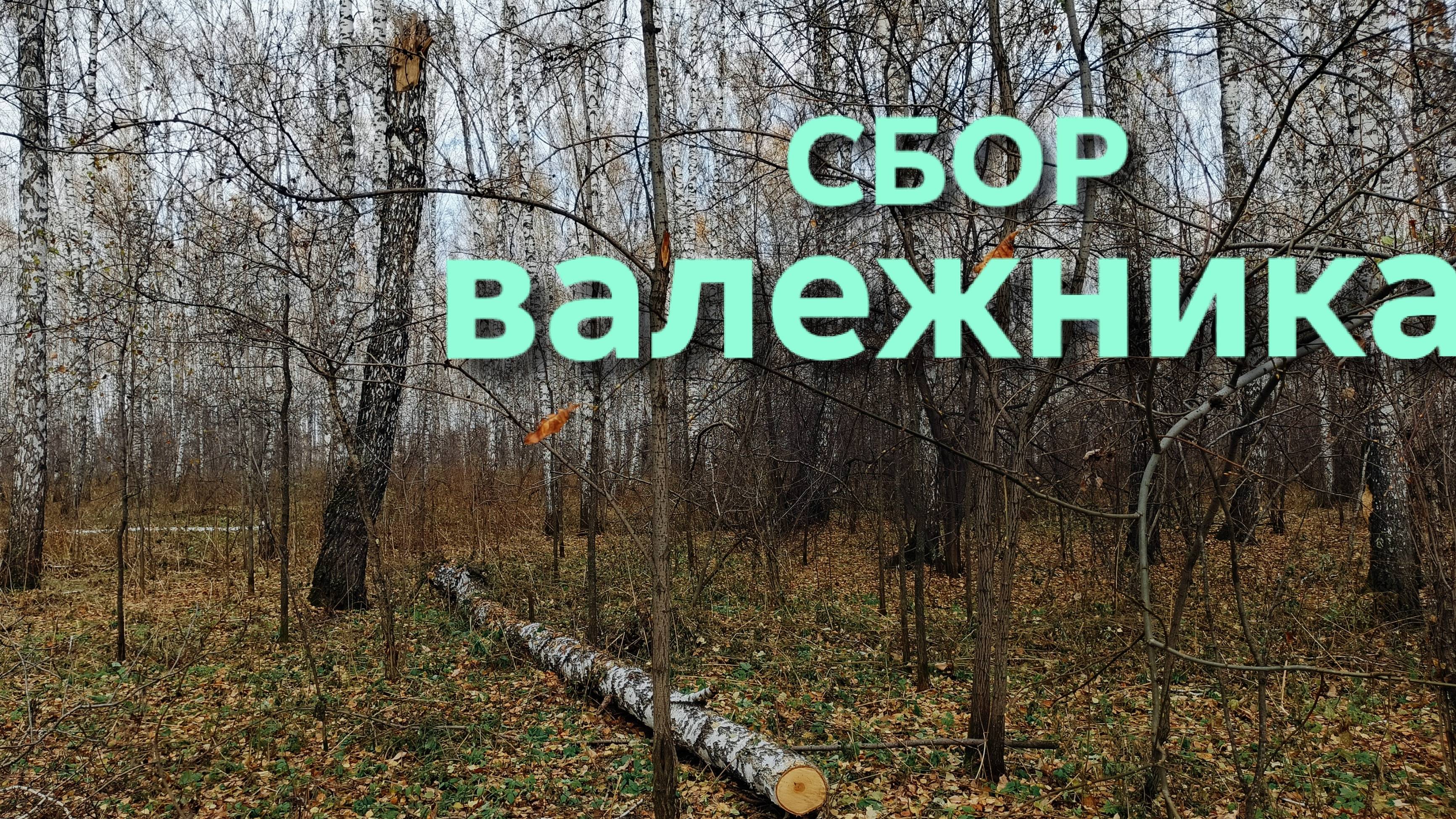 В деревне не пропадешь Снова собираю валежник в лесу