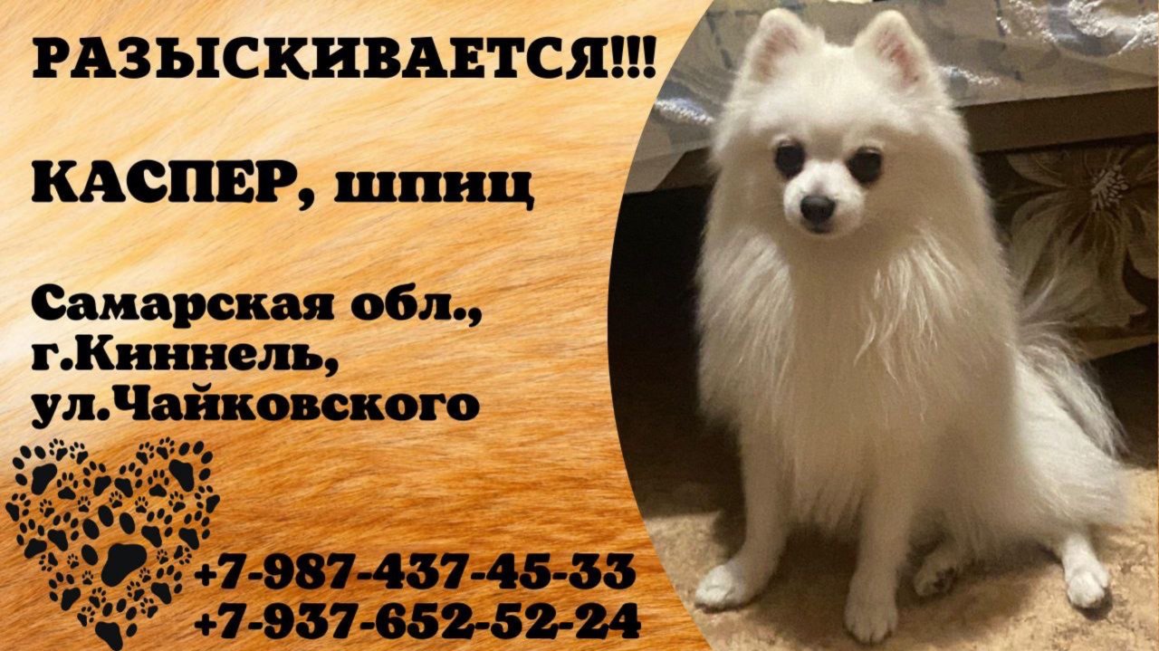 Пропала собака! КАСПЕР, шпиц. Самарская обл., г.Киннель.