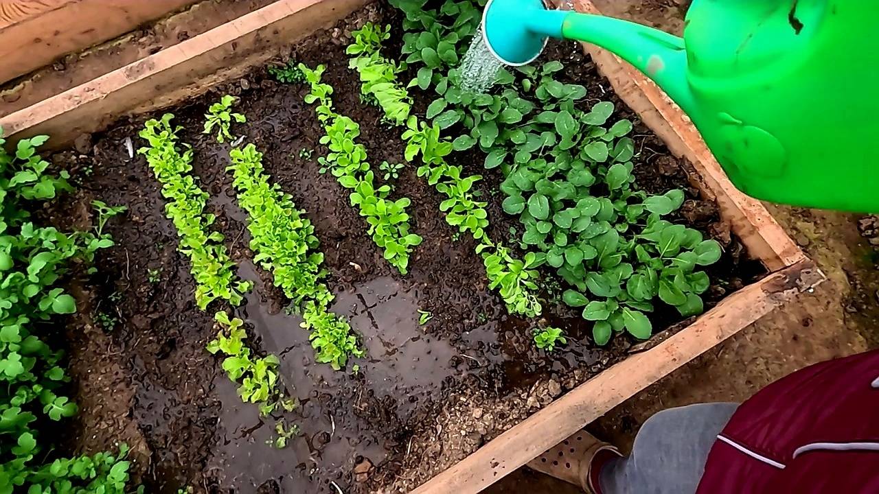 Отлегло от души.. Это тоже сумасшествие...