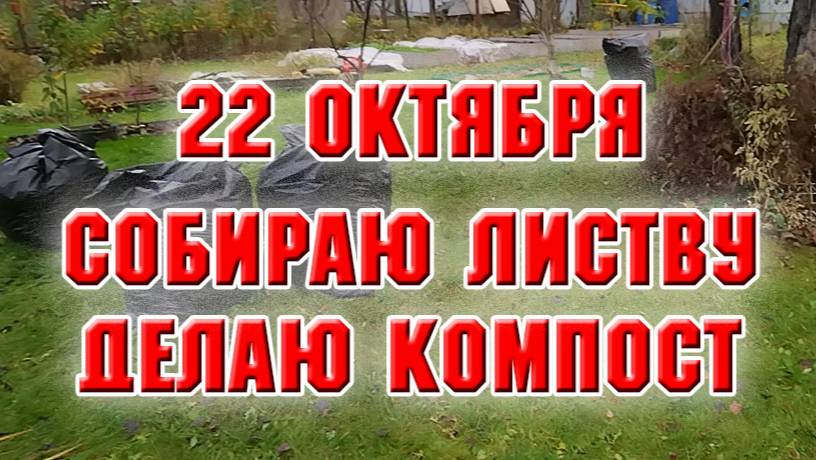 22 октября. Очищаю сад от листвы и делаю компост