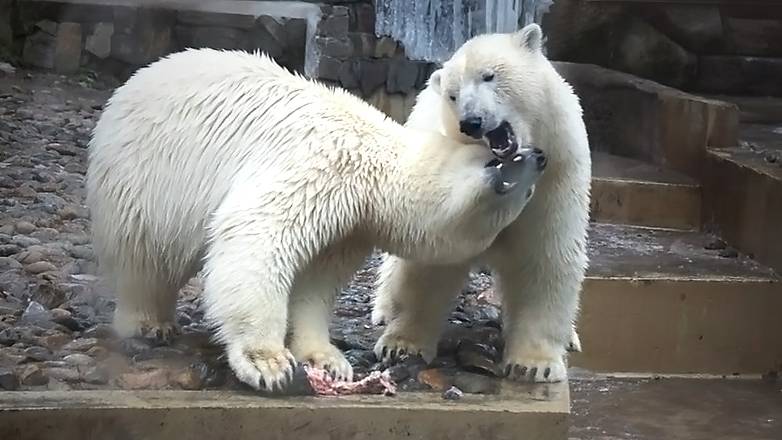 Медвежата Белка и Стрелка. Я люблю тебя сестренка, но рыбу тебе не верну!