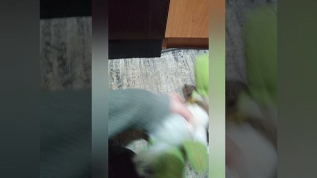 СКУЛБОЙ ПО КОММЕНТАРИЯМ ПОДПИСЧИКОВ НА КВАРТИРЕ (ВСЕ СЕРИИ)