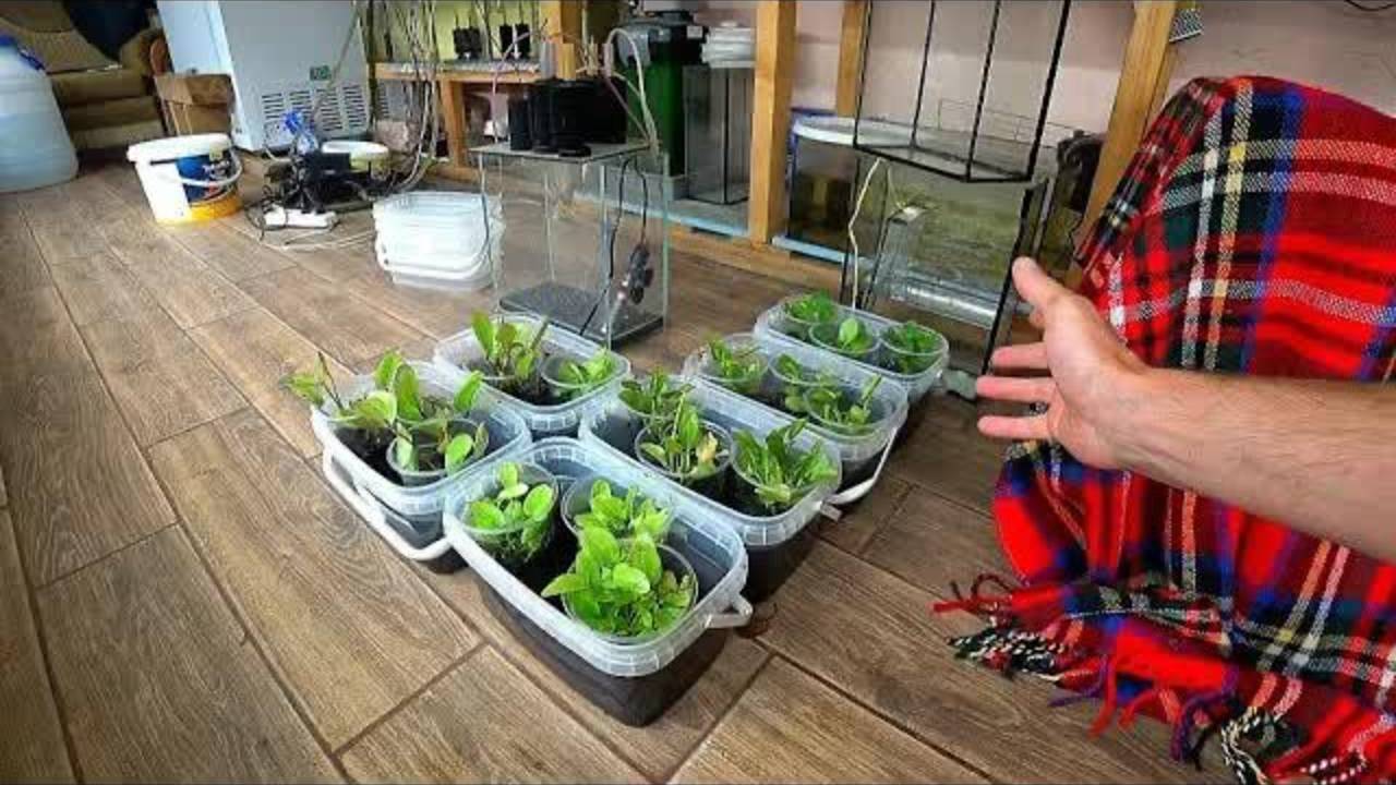 Высадил Эхинодорусы. Рассмотрел под микроскопом кокон трубочника.