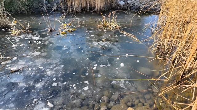 На завтрак оладушки на ряженке // Заготовила помидоры на зиму // Купила маме линолеум