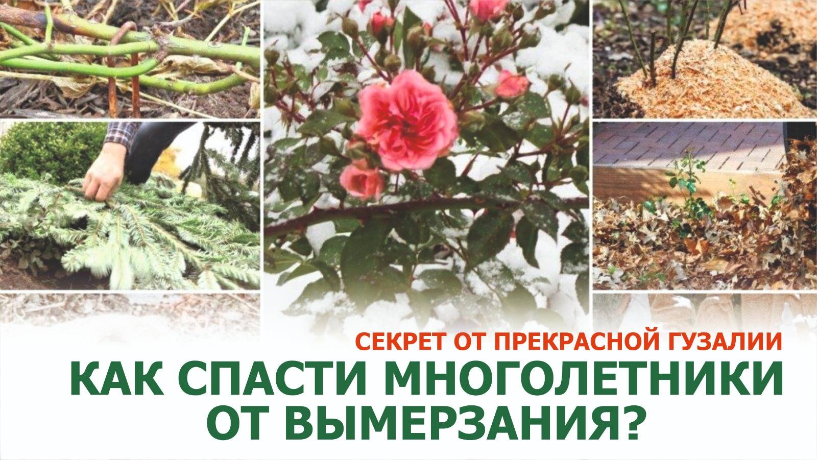 Главная ошибка, которая убивает цветы. Осенняя обрезка многолетников