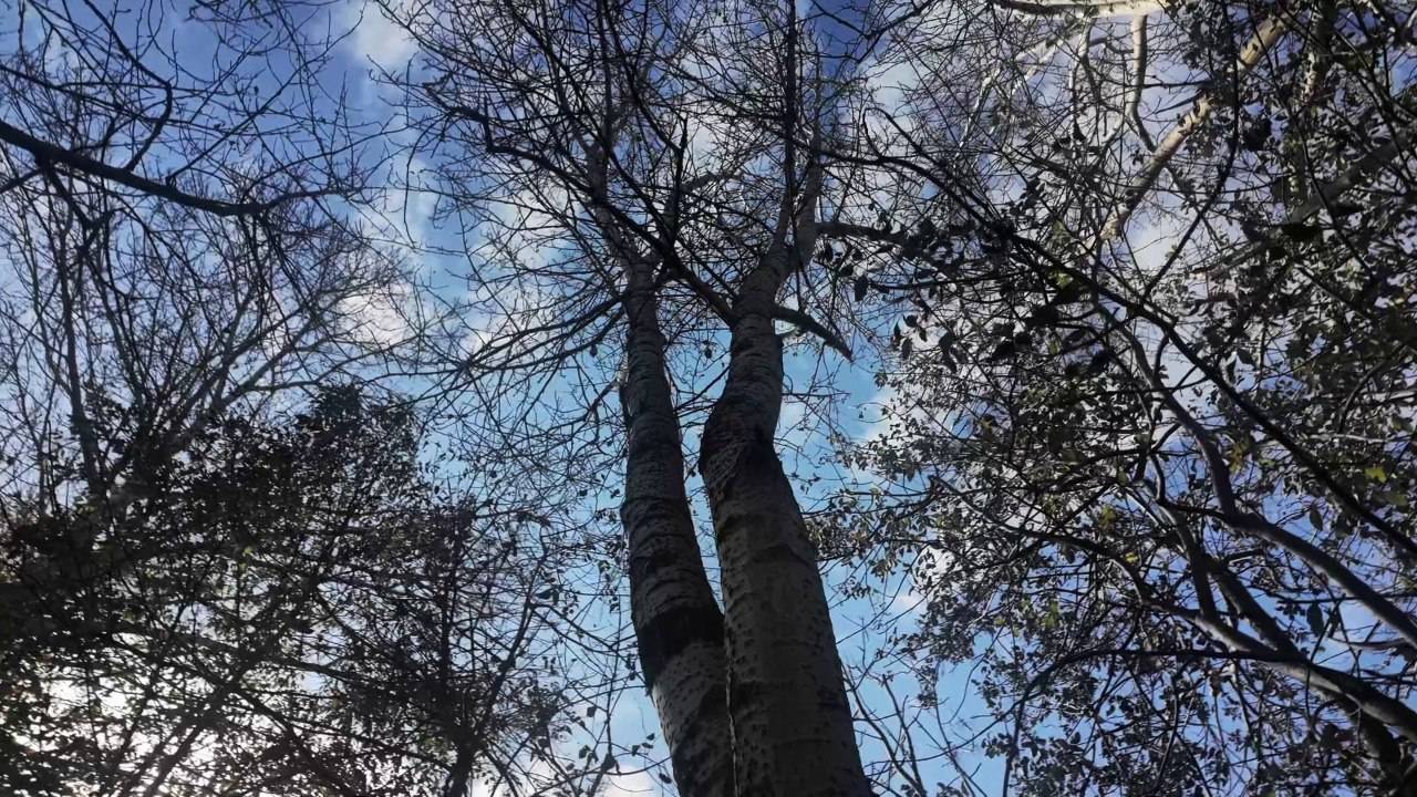 Видеообзор на фильм "Лермонтов" (реж. Бакур Бакурадзе)