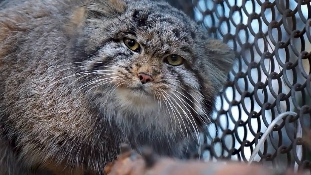 На аллее манулов Жора с невестой бегают на перегонки, а котенок Мии отказывается идти на ужин.
