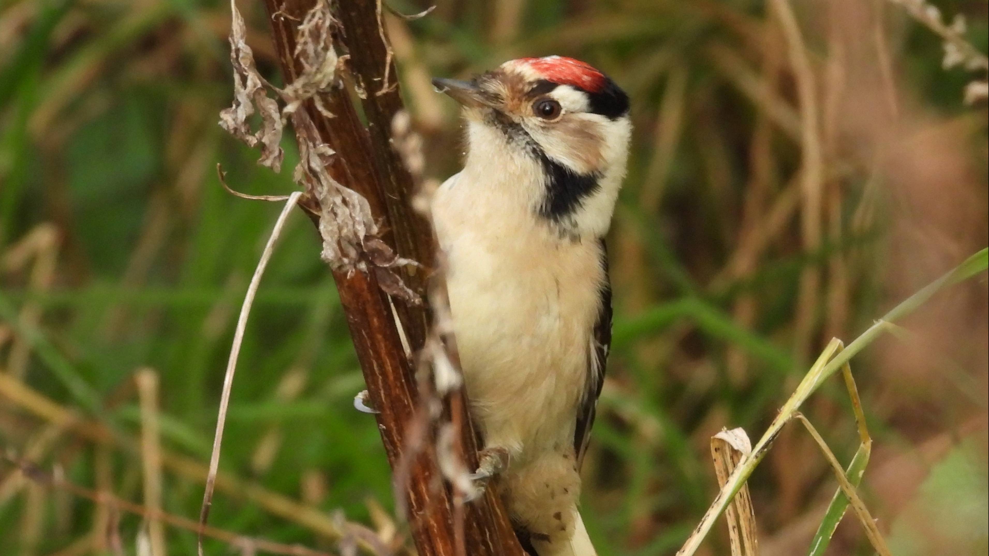 Малый Пёстрый Дятел, наблюдение птиц в Великом Новгороде, 23 октября 2025