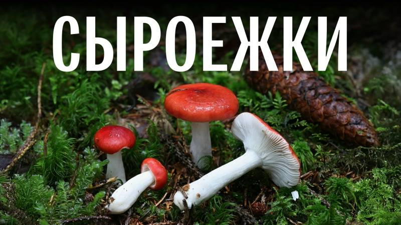 Для новичков. Сыроежки. Михаил Вишневский