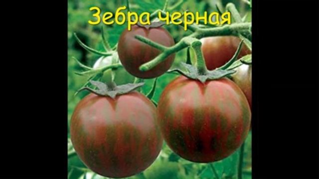 Каталог томатов 2025 год. Часть 4. г. Киров