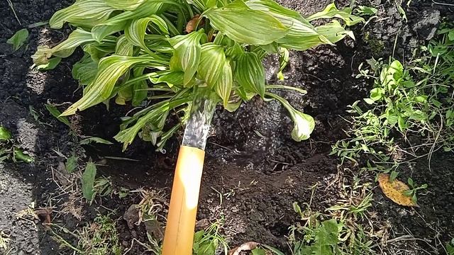 4.10.25г.     Сажаю ХОСТУ!!!  👍🙂  Посадила Цветы🌺🌺🌺 ЛИХНИС!!!!