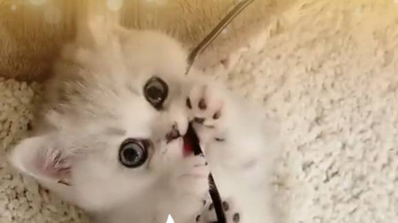 Почему кошки любят коробки?