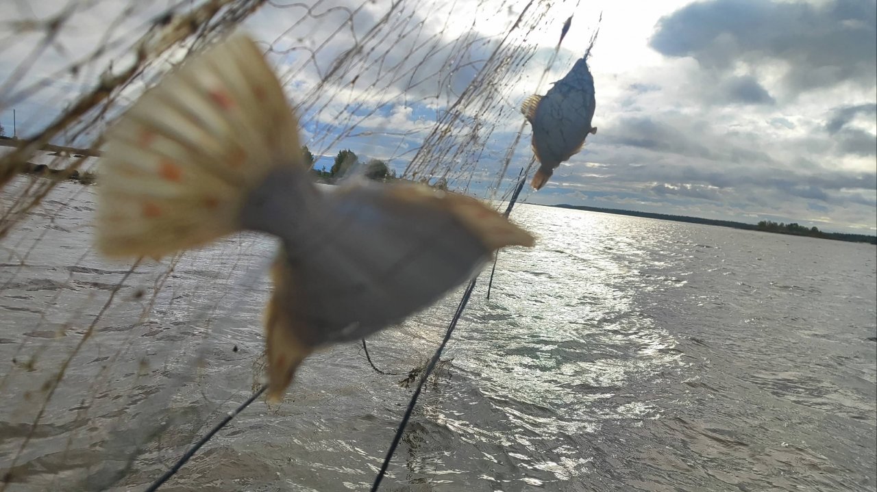 Идущий по воде.Столько рыбы в валило в новую сеть,что не унести!