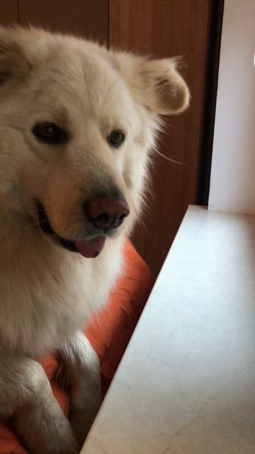 Деревенский пес Ричик приехал в гости