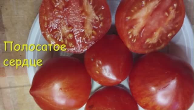 Каталог томатов 2025 года. Часть 5. г. Киров