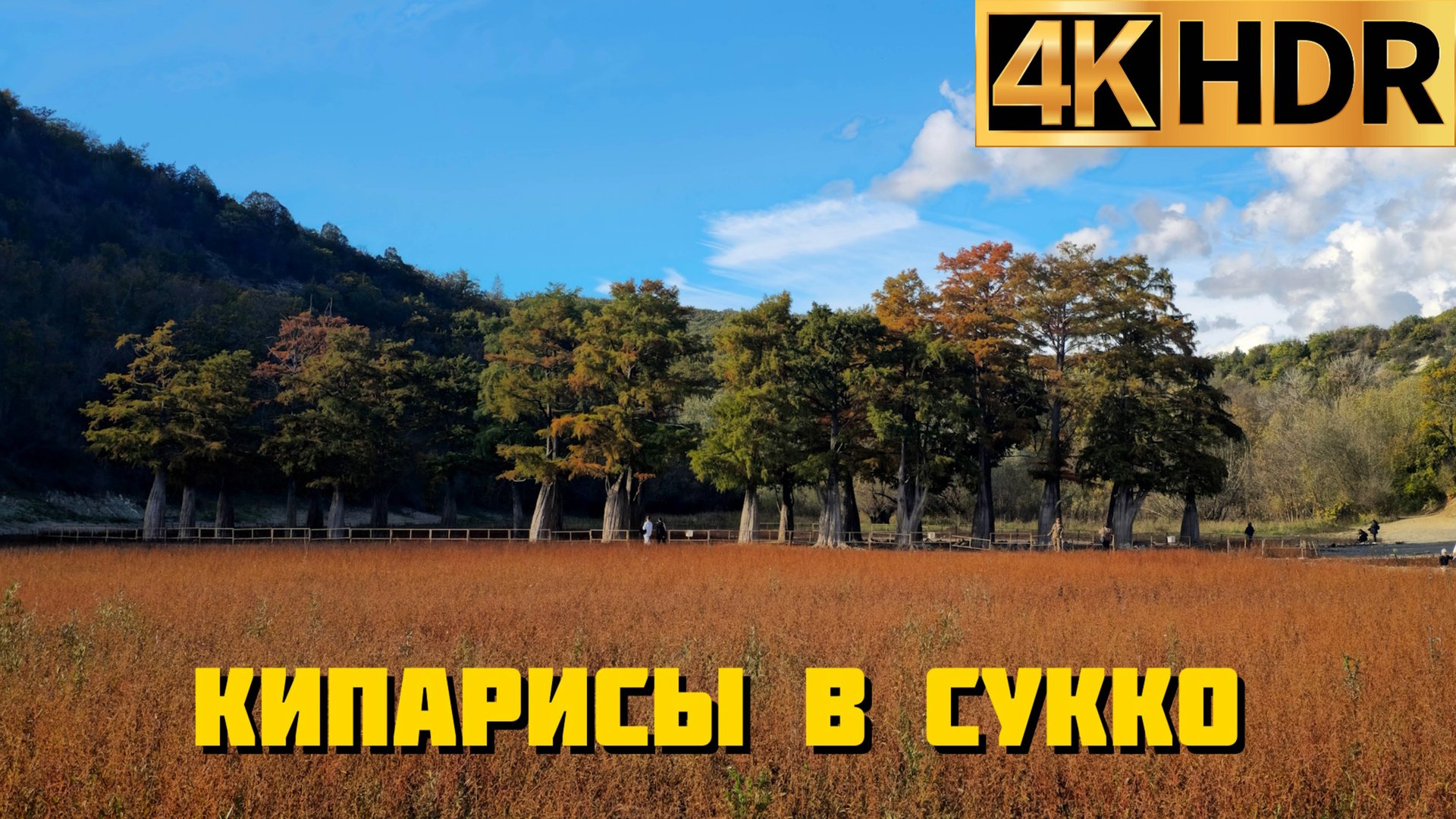 Болотные кипарисы в Сукко