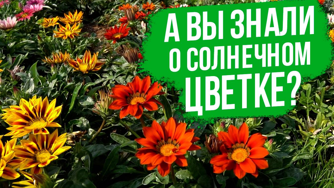 По-настоящему солнечный цветок! Холодостойкий летник.