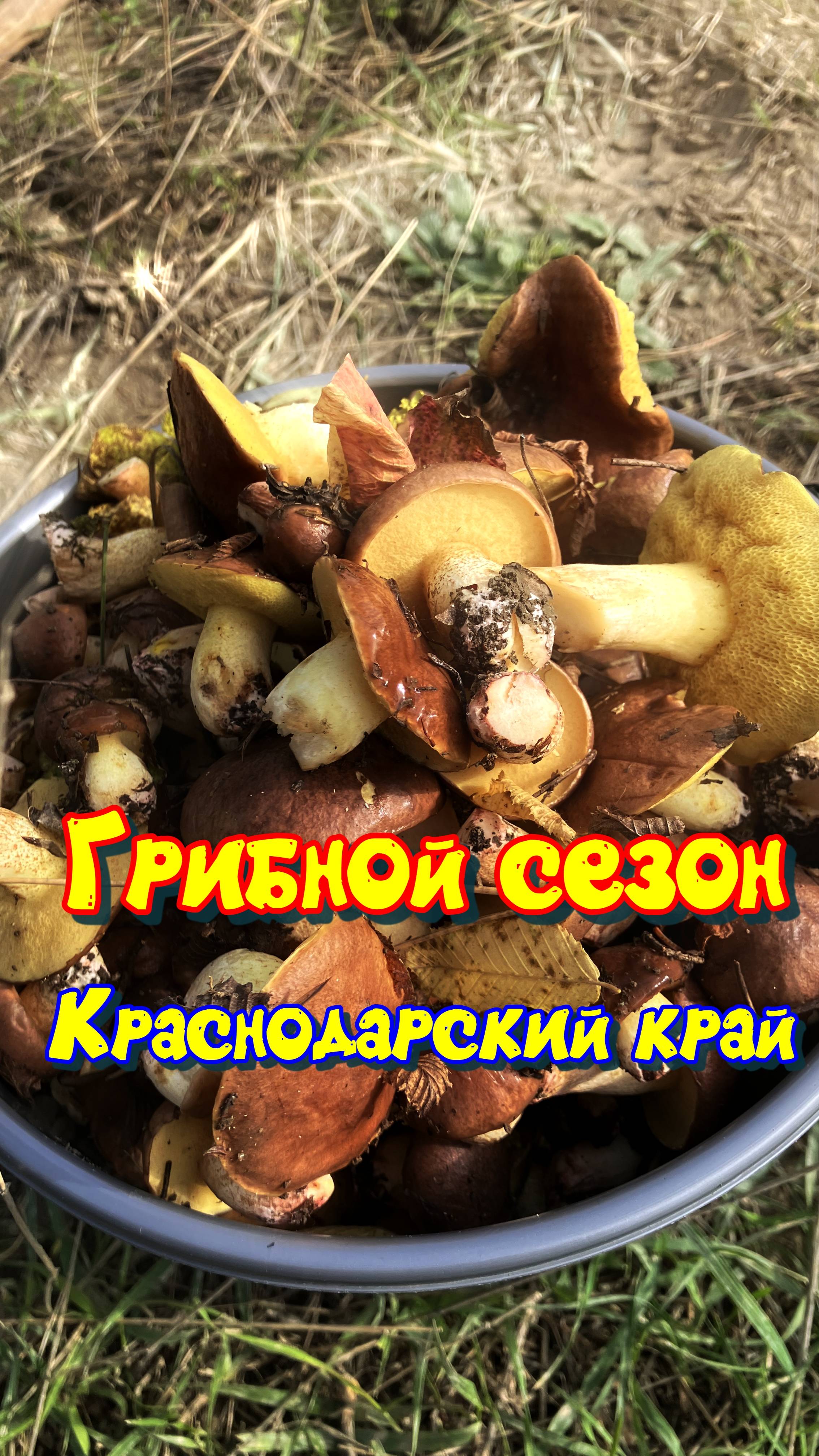 Маслята в Анапском районе