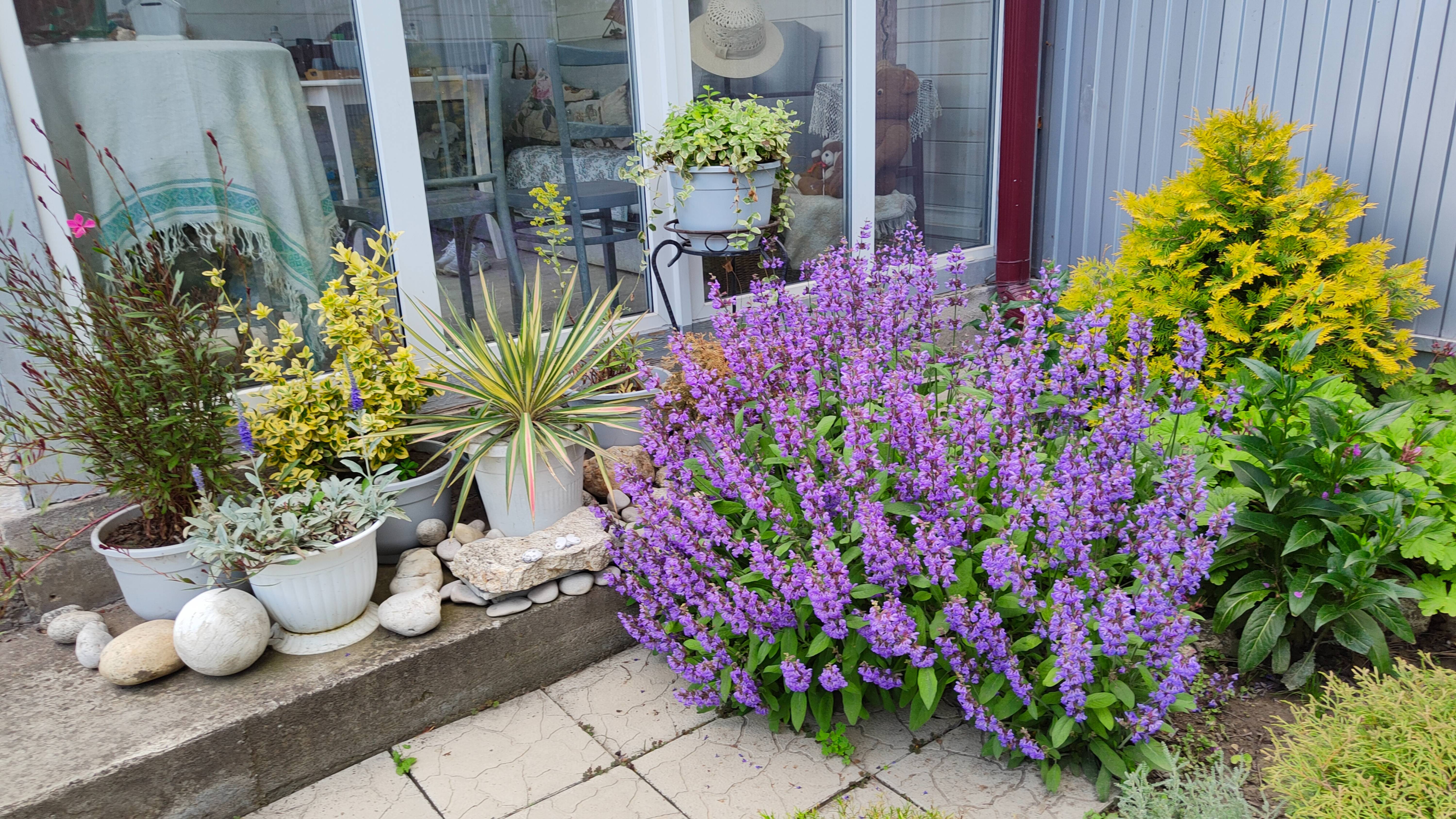 Размножение шалфея лекарственного черенками 18.10.2025 г. Пятигорск, зона зимостойкости 6б.