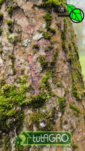 НЕ ХВАТАЙТЕСЬ ЗА КУПОРОС! Сперва посмотрите это видео об обработке сада осенью и весной.
