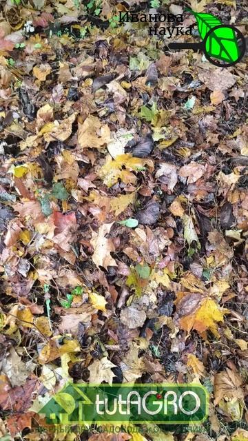 МУСОР, КОТОРЫЙ РАБОТАЕТ ЛУЧШЕ НАВОЗА! Надо просто приготовить домашний ускоритель компоста.