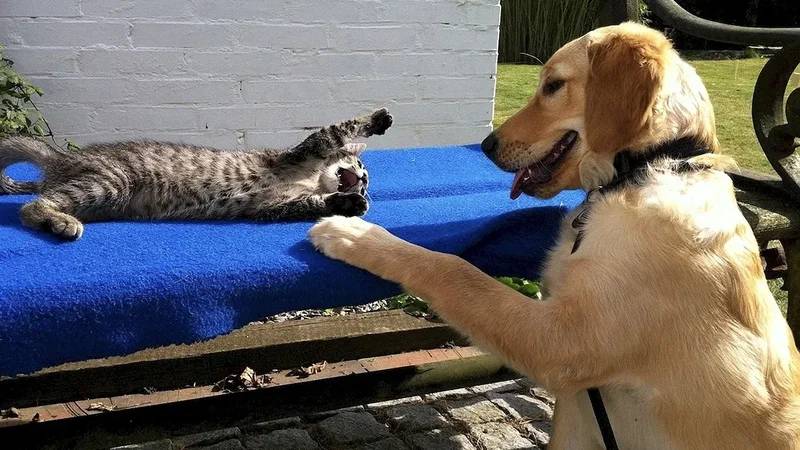 Эти милашки поднимут Вам настроение| Самые милые животные |Подборка видео | Котики | Собачки