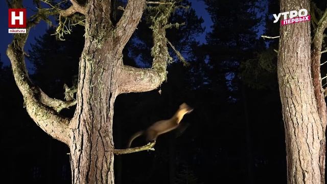 Животные калужских лесов | ЗООМАНИЯ