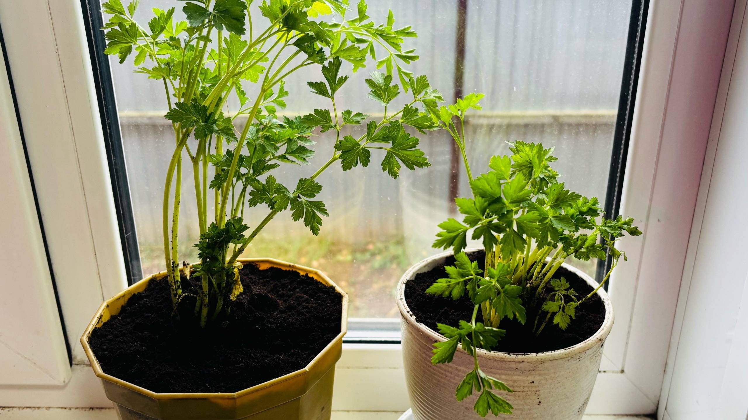 Не забудьте сделать это осенью!! Петрушка на окне без подсветки и без проблем!!