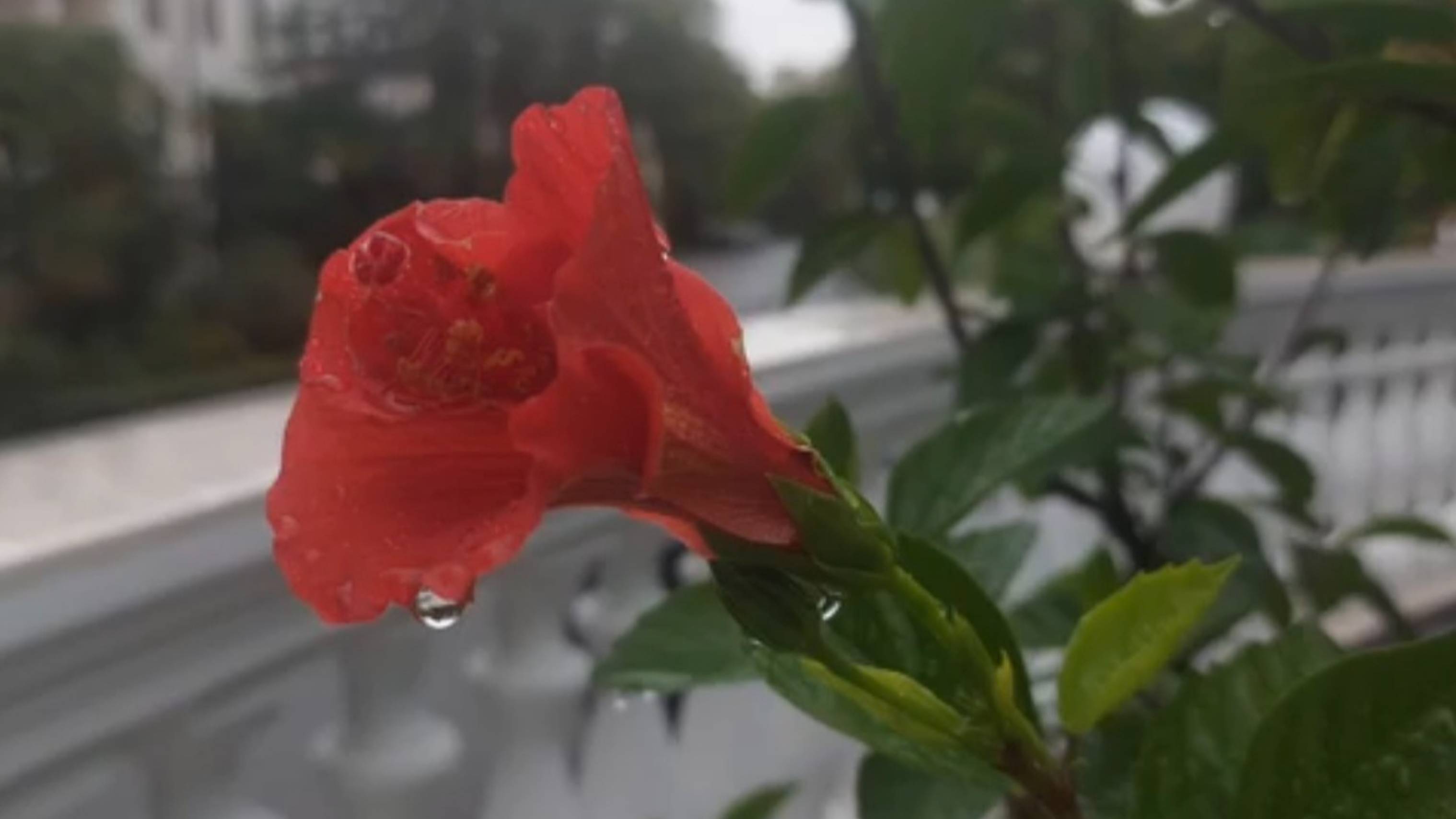 Сочи. Санаторий "Беларусь". Из воспоминаний о нашем отдыхе.