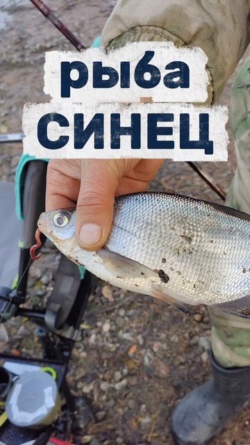 Рыба СИНЕЦ