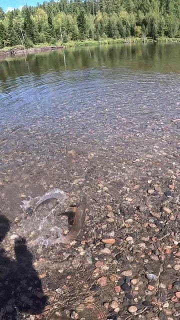 СПЕРВАЧА ВЗЯЛ ЛЕНКА