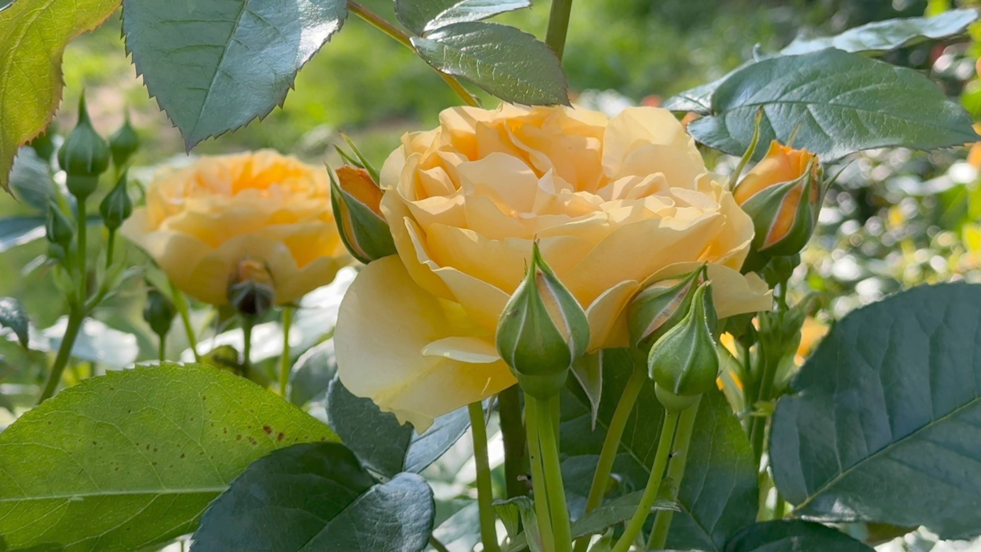 Июль в Саду 5 июля 2025 часть 2