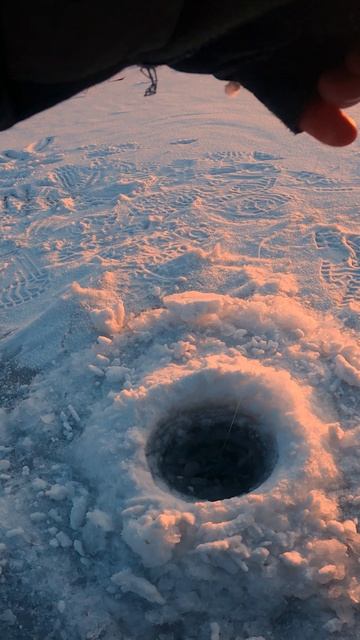 Не успела в траву завести...